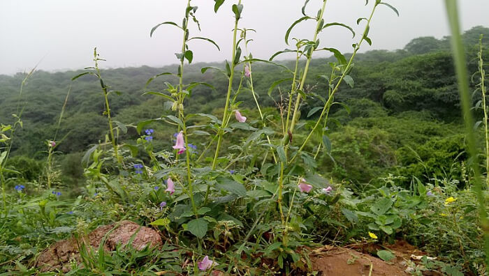Flowers View