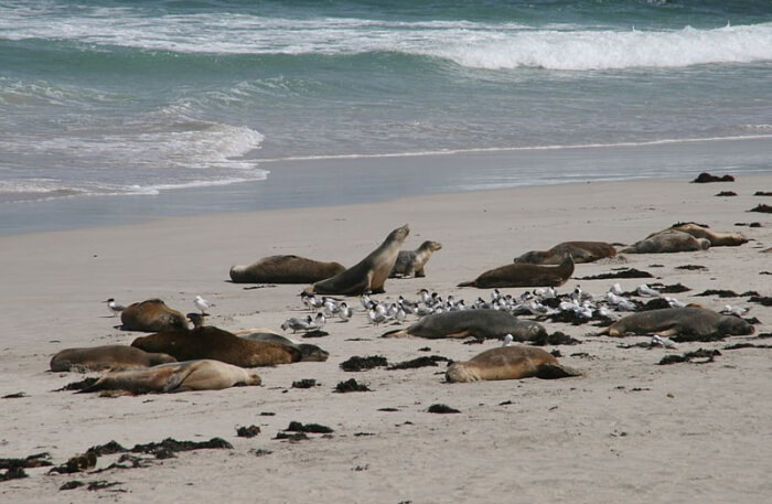 Seal View