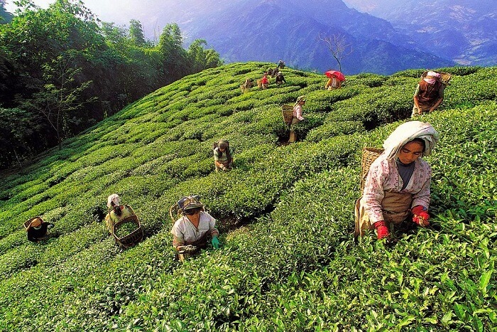 visit Siliguri near kolkata