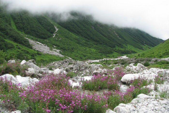 Valley Of Flowers National Park