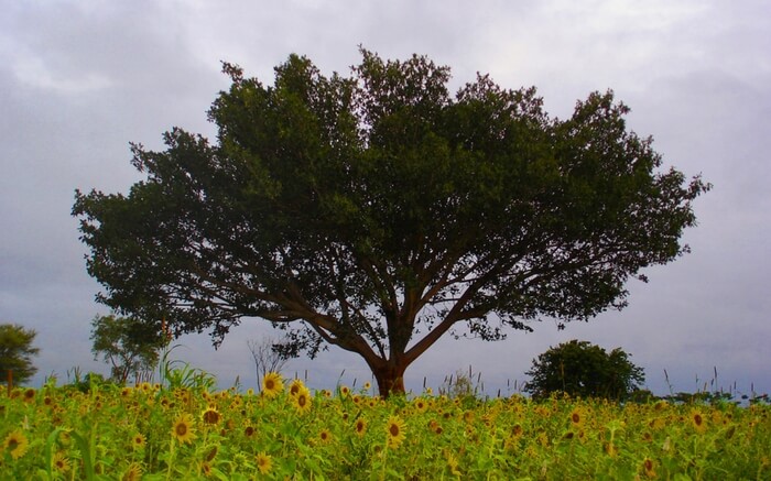 Nilgiri Range Coonoor for newlyweds to enjoy some peaceful moments