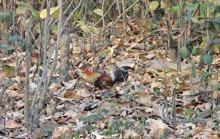 Rajaji National Park