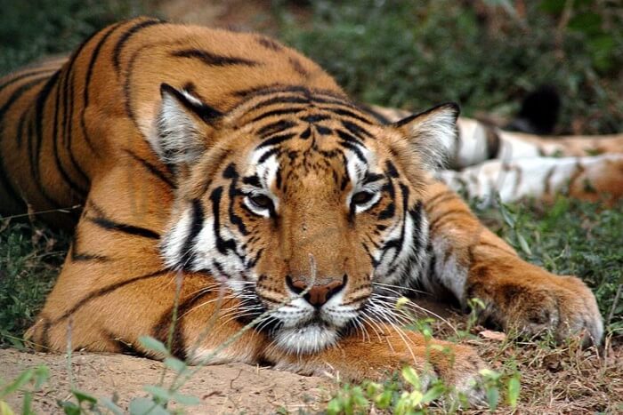 dudhwa national park