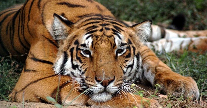 The Dudhwa National Park And Tiger Reserve | TravelTriangle