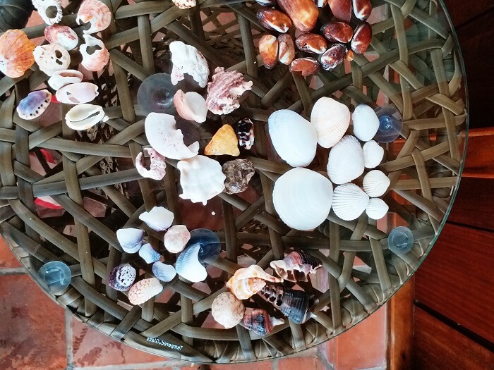 Sea Shells in Andaman