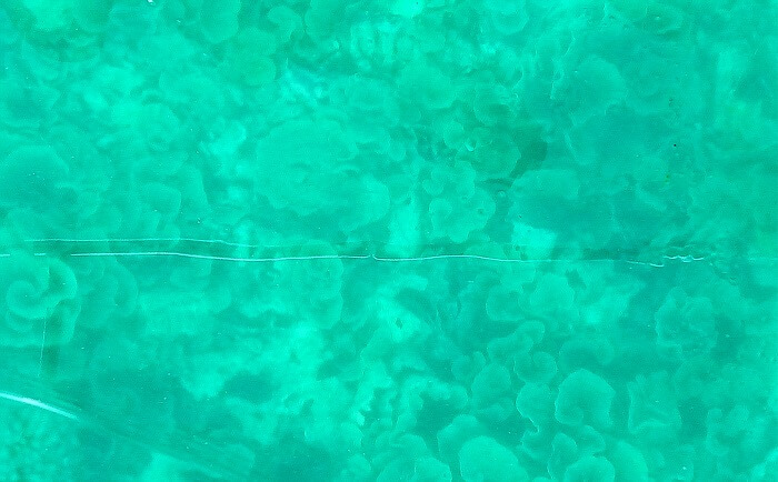 Reef Safari in Mahe Island