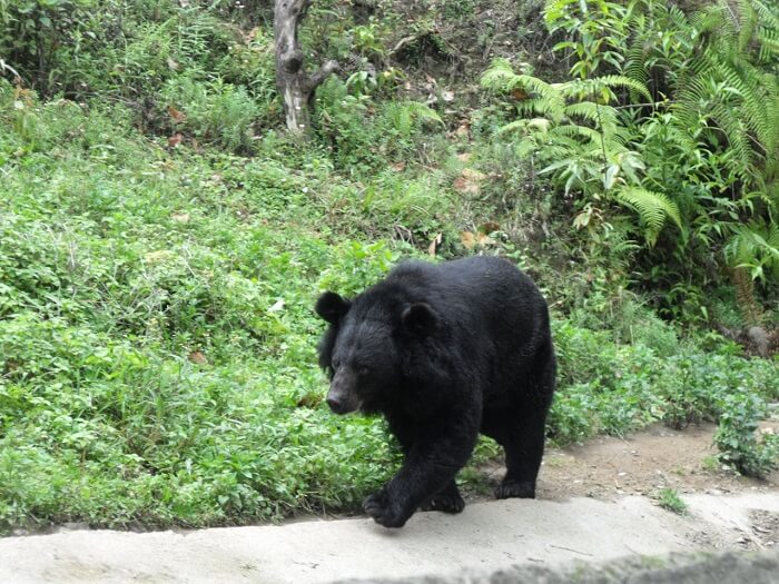 black bear