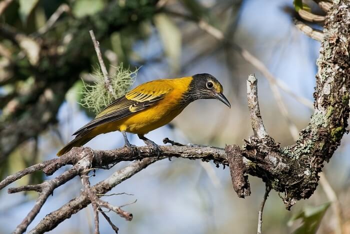 Avifauna Of Dudhwa National Park