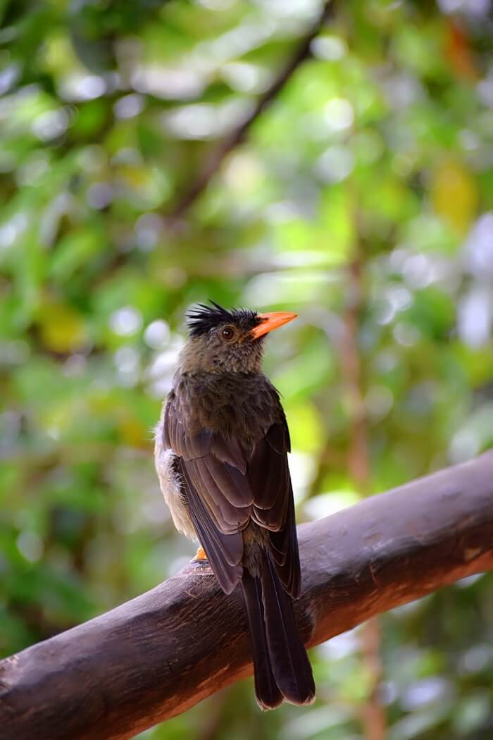 sandeep seychelles trip: seychelles bird