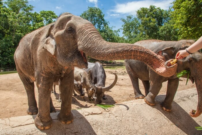 Elephants in Chiang Mai