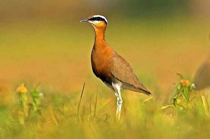 How To Reach Sultanpur Bird Sanctuary-001