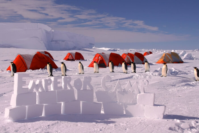 Emperor Penguin Camp in Antarctica