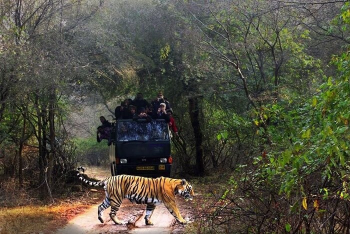 Engage In Jungle Safari At Dudhwa