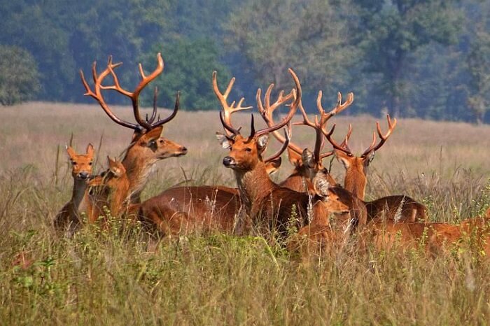 Fauna Of Dudhwa National Park