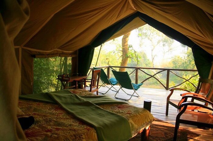 Feel The Thrill Of Jungle Camping