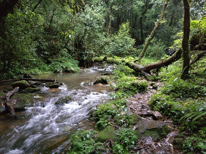 mawphlang forest