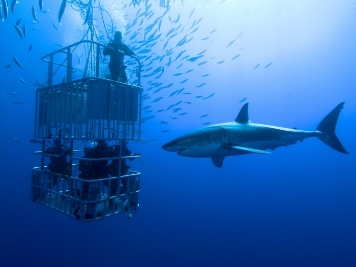 Shark Cage Diving