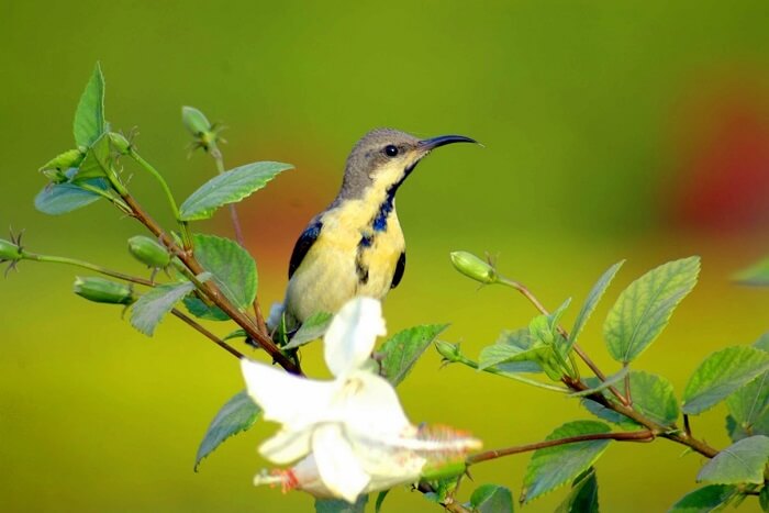 Traveler Reviews For Sultanpur Bird Sanctuary