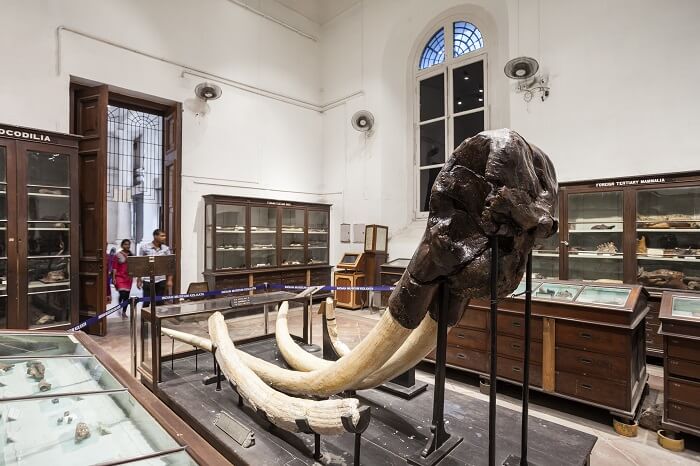 Visit The Indian Museum, The Oldest Museum Of India