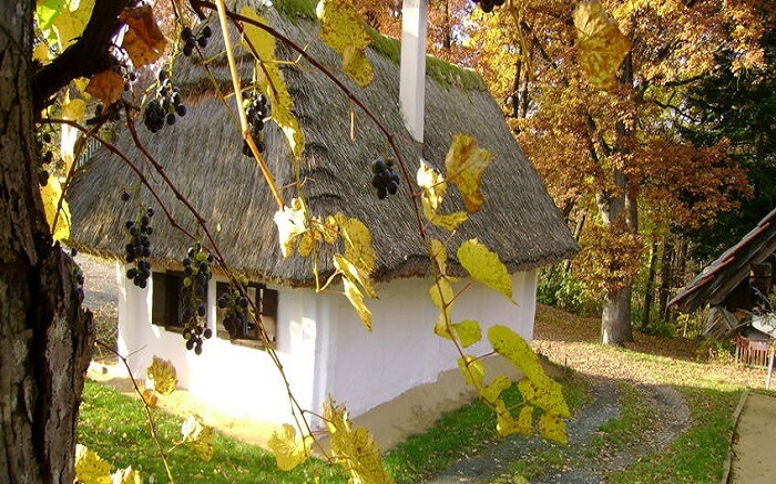 autumn leaves and trees in austria