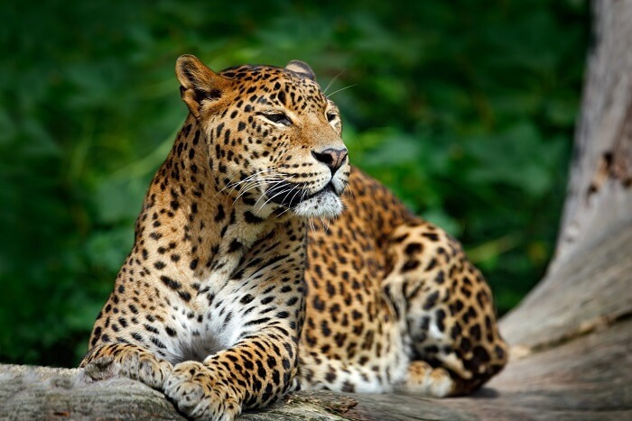 https://d27k8xmh3cuzik.cloudfront.net/wp-content/uploads/2017/12/leopard-in-sultanpur-bird-sanctuary.jpg