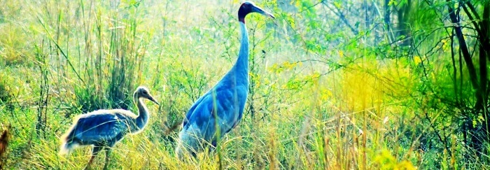 bird sanctuary in goa india