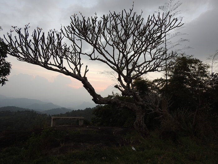 kerala nature