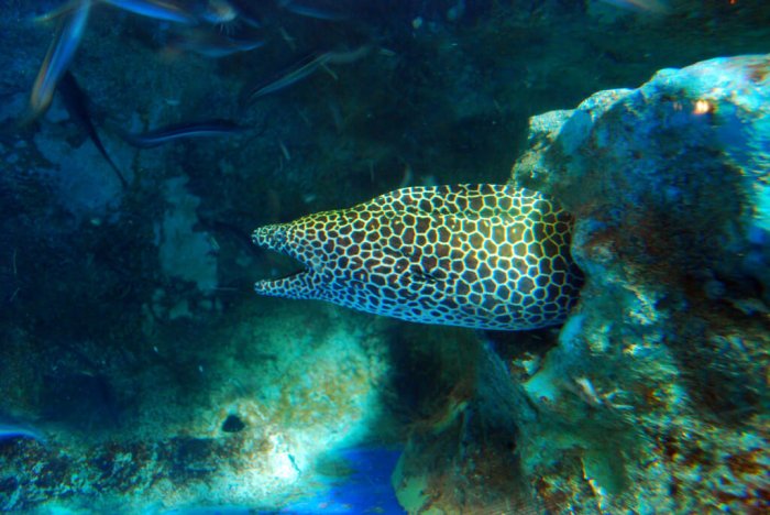 Phuket Aquarium