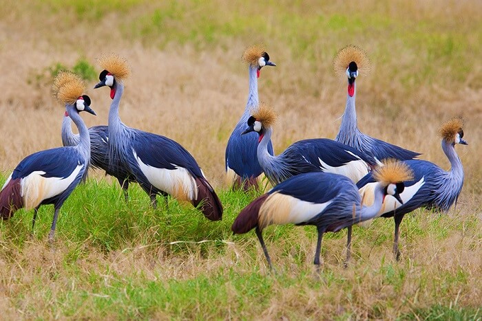 Amboseli National Park, Kenya