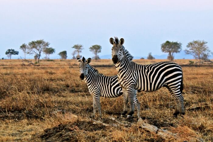 Aquila Private Game Reserve