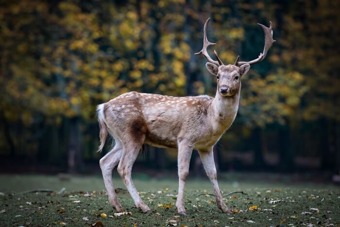 Deer Park