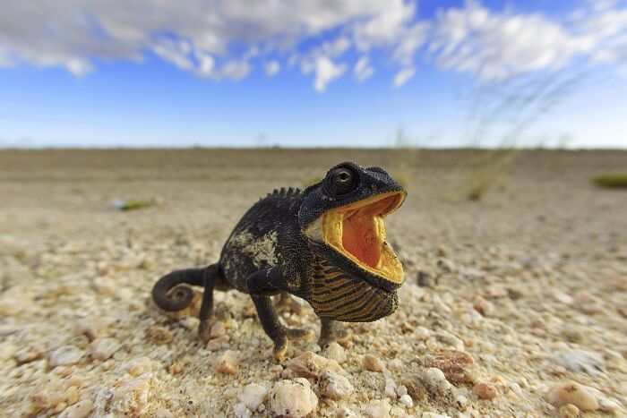 Gecko in Namib-Naukluft National Park
