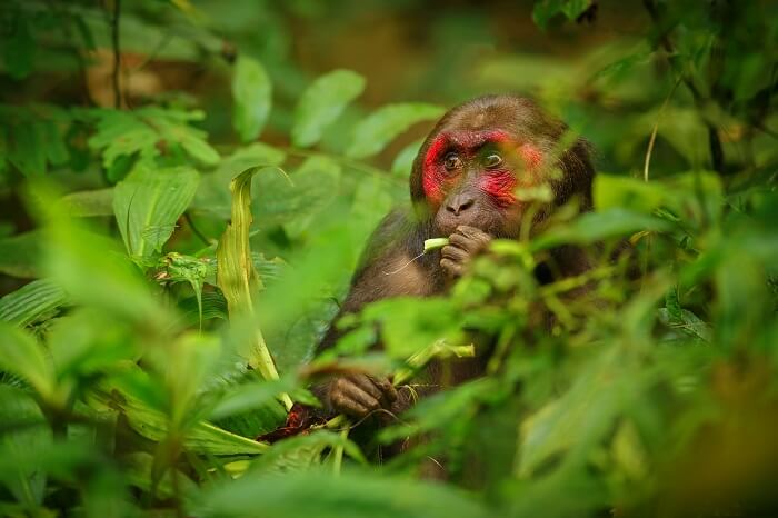 Gibbon Wildlife Sanctuary