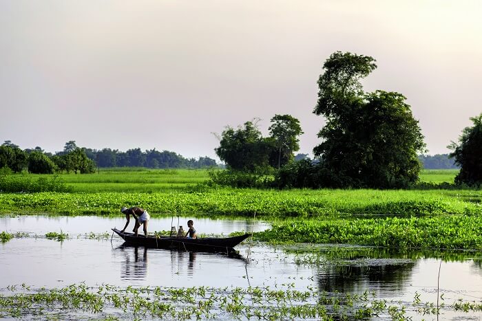 Majuli