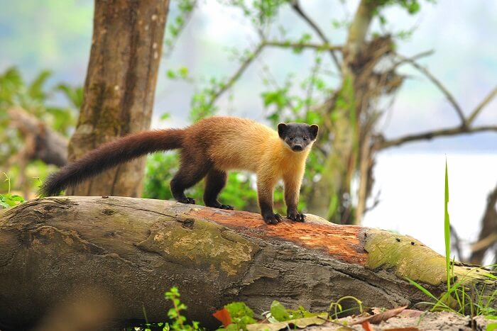 Nameri National Park