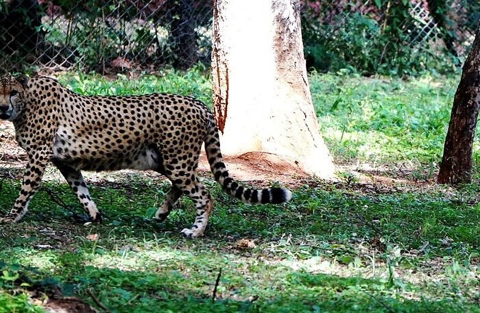 Leopard View