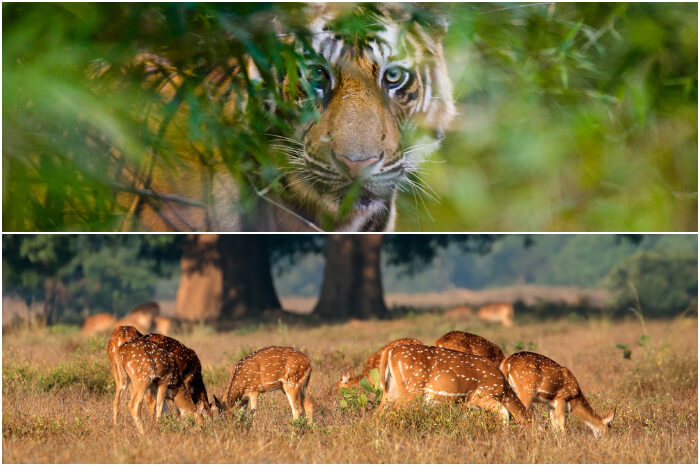 The Wildlife Circuit