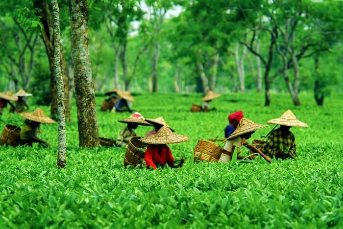 Tocklai Tea Research Centre