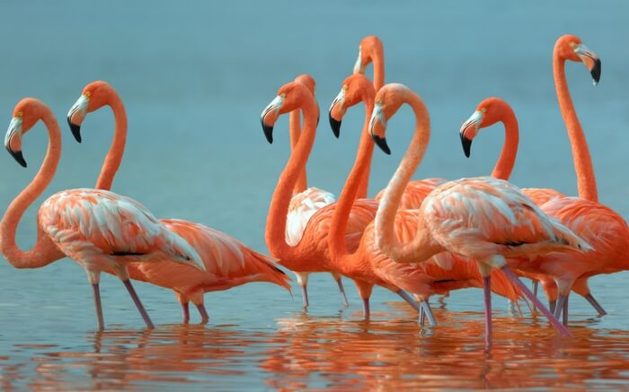 acj-0702-flamingo-sanctuary-mumbai (1)
