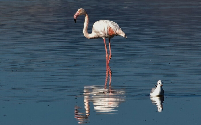 Flamingo Safari in Mumbai: Up, Close, & Personal With Migratory Birds