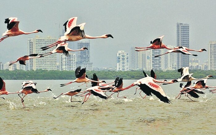 Flamingo Safari in Mumbai: Up, Close, & Personal With Migratory Birds
