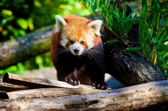 namdapha national park