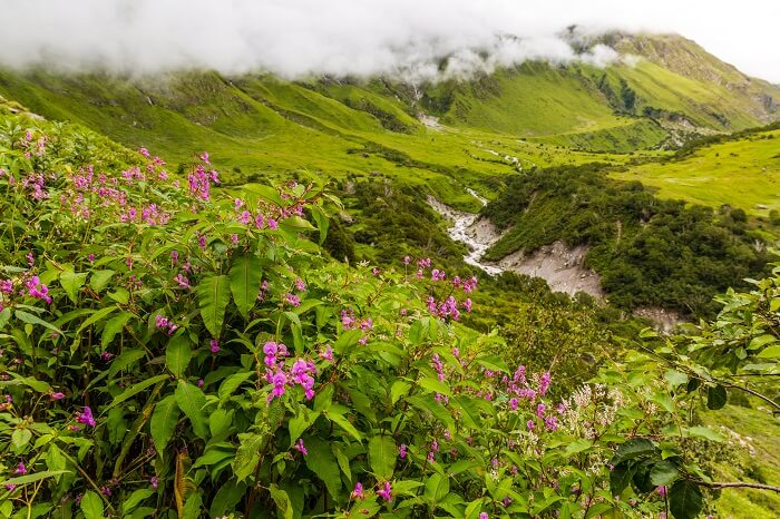 Nanda Devi National Park
