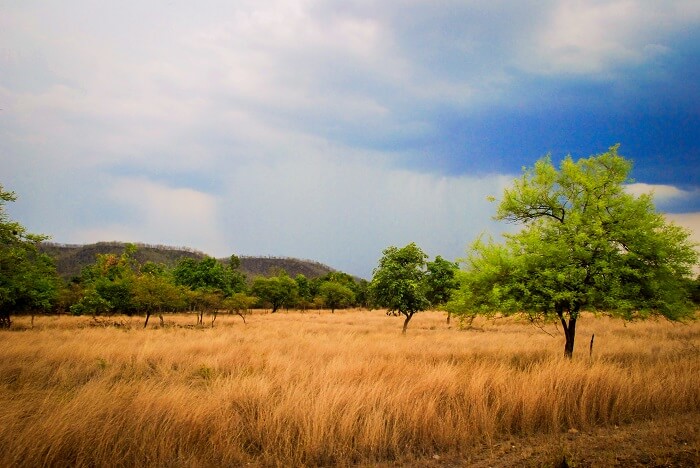 Chandoli National Park Review