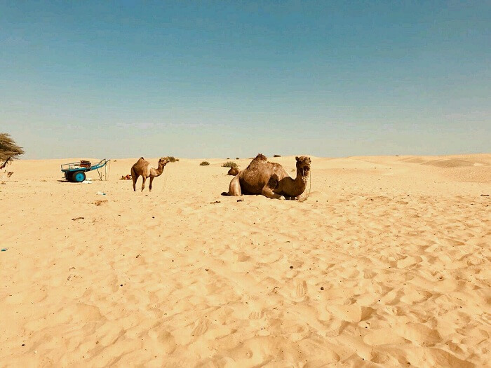 sam sand dunes jaisalmer