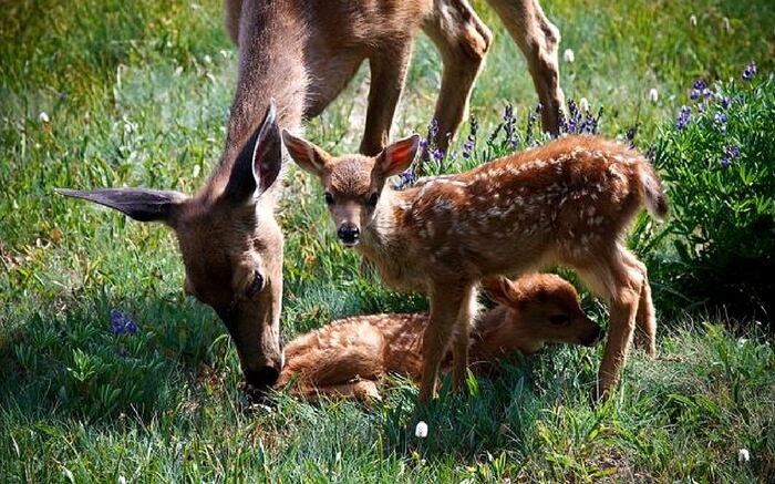acj-0503-places-to-visit-in-yercaud (7)