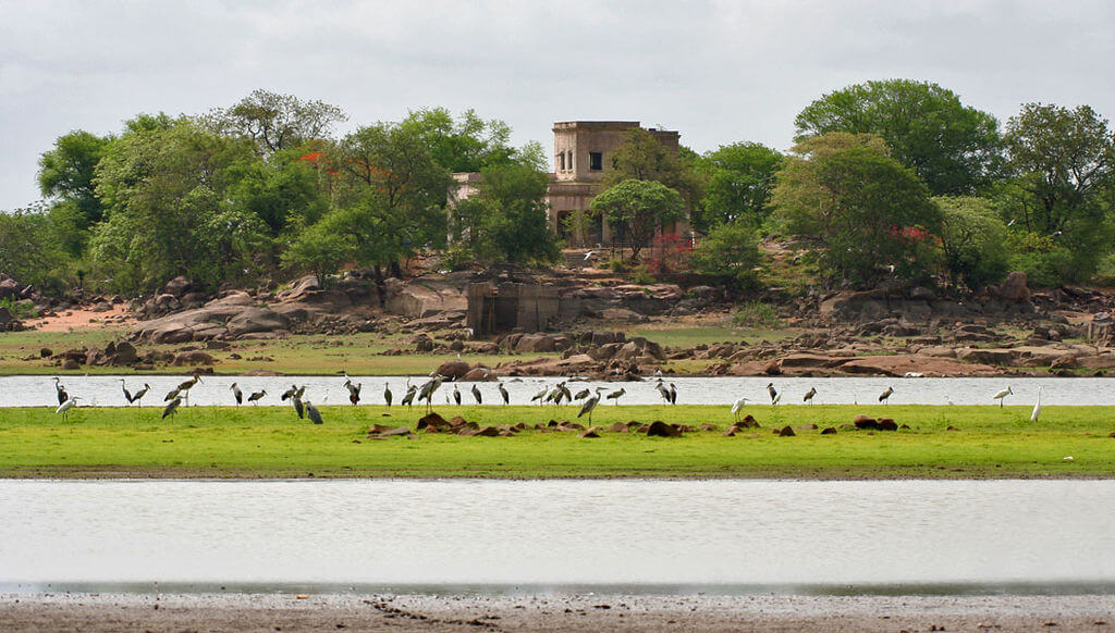 flying birds over a lake
