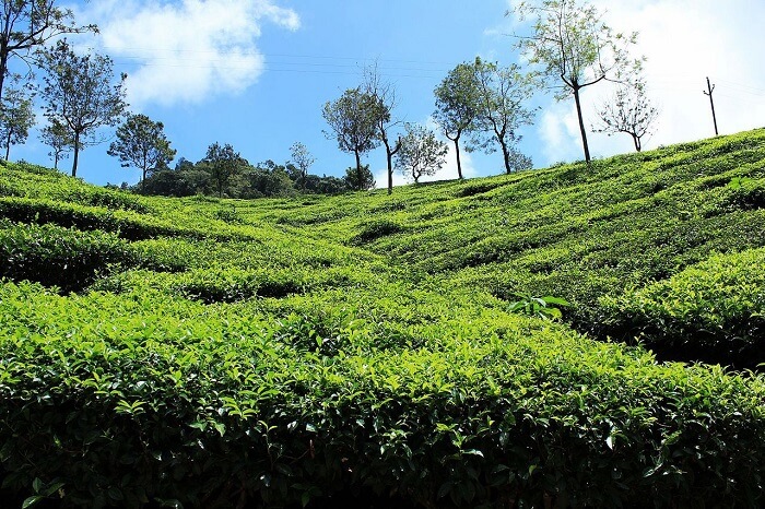 Highfield Tea Factory