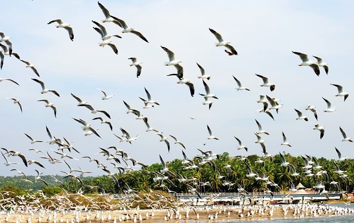 Kadalundi Bird Sanctuary