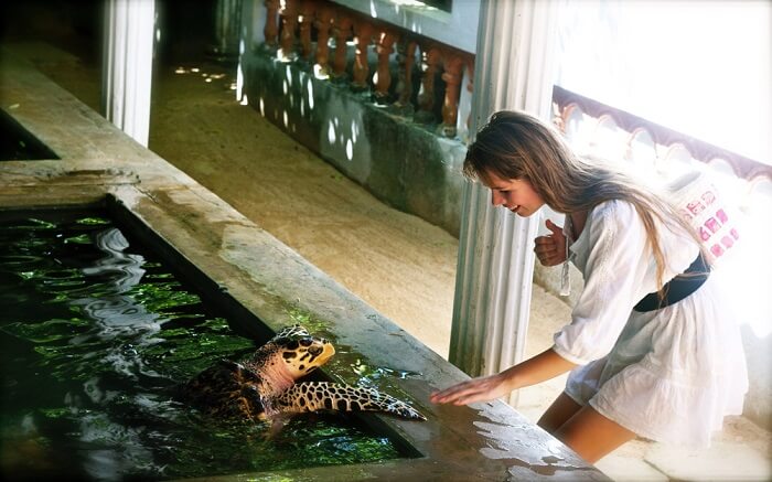 Bentota turtle hatchery shutterstock_1018660432 ss30042018